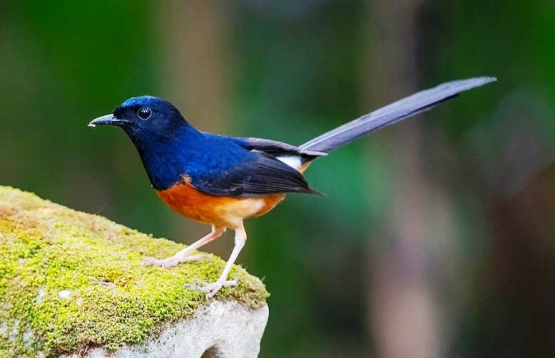Jenis-Burung-Murai-Batu-Gacor